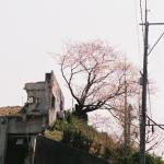 古城と桜